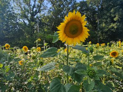 Sunflowers, Shillington Vibrant sunflower field in bright sunlight with one large sunflower dominating foreground, white wildflowers scattered throughout, dense green trees forming backdrop under clear blue sky.