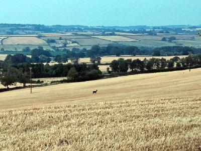 Near Brailes, Warwickshire Wide panoramic view of golden rolling countryside under pale blue sky; a single deer in foreground field divided by hedgerows, distant hills fade into haze.