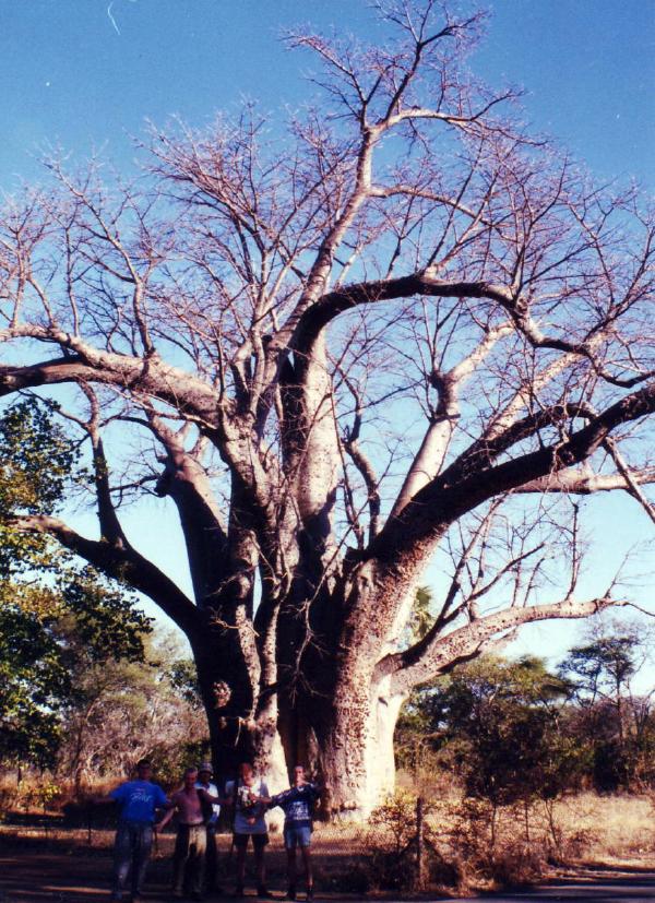 Me and a group of travelling buddies in front of a large baobab tree in Zimbabwe.