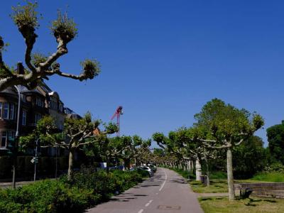 Row of oddly pruned roadside trees lining a cycle path in sunshine.